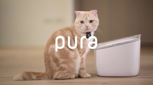 pura-smart-water-fountain-cats-drinking
