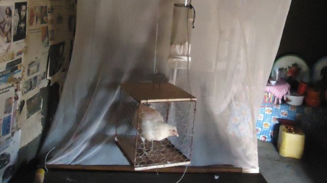 Ayam Digantung Di Atas Katil, Kunci Menentang Wabak Malaria Di Afrika