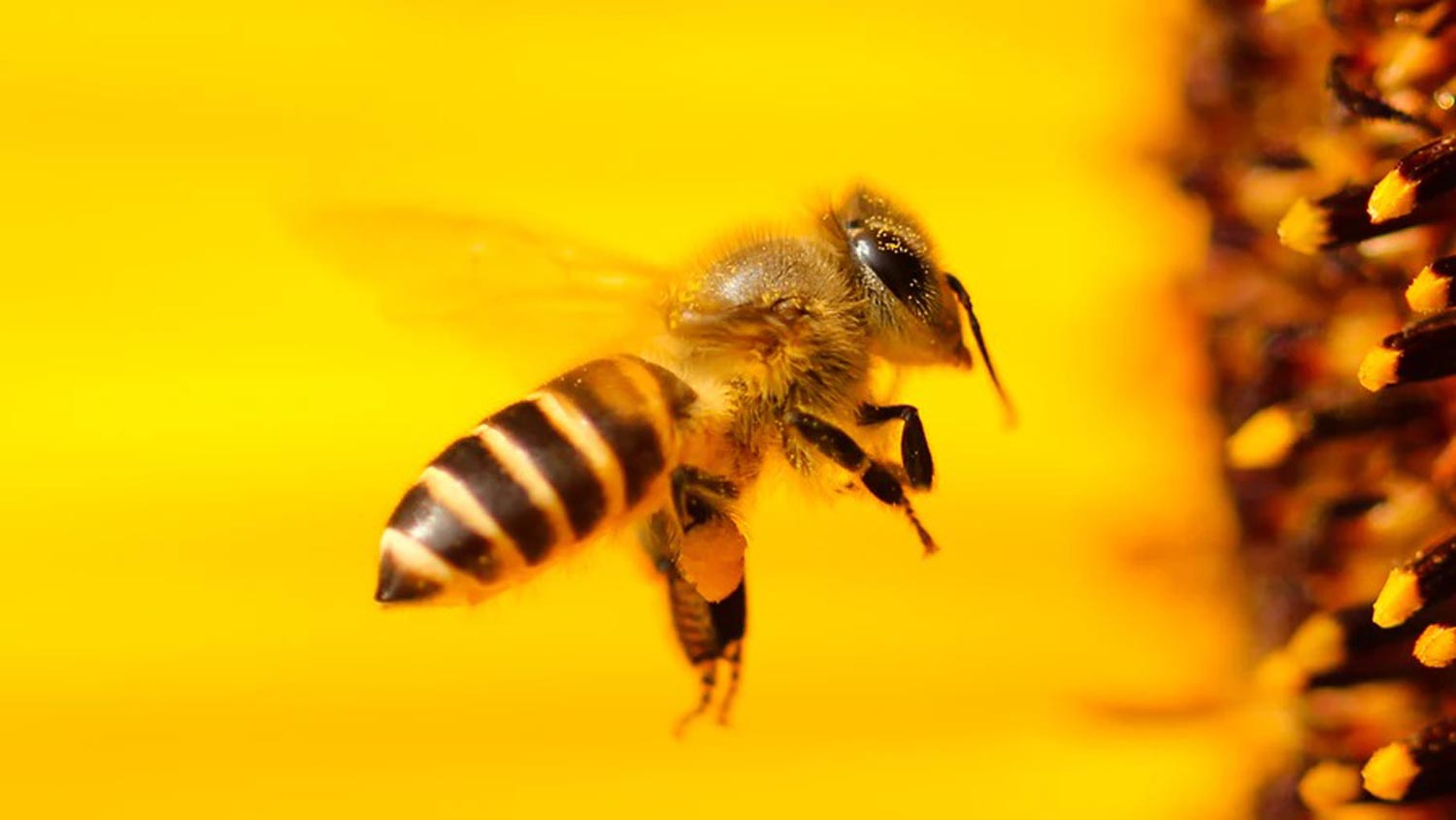 Kajian Mendapati Lebah Mempunyai Kemampuan Untuk Melakukan Matematik Asas