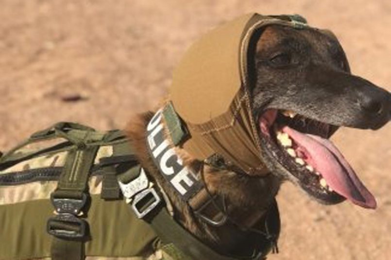 Pelindung Telinga Untuk Anjing Perang Dibangunkan Bagi