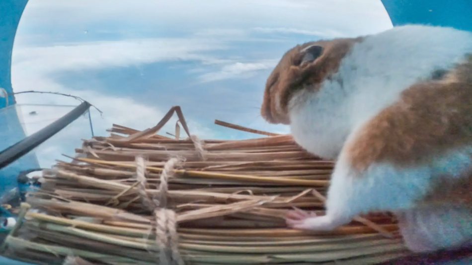 Syarikat Jepun Hantar Hamster Ke Stratosfera Sebagai Eksperimen Pelancongan Angkasa