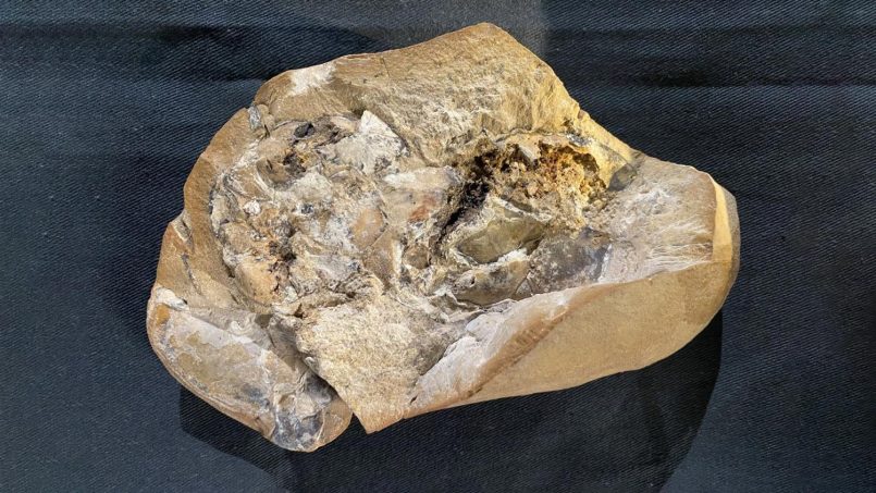 Jantung Tertua Dunia Ditemukan Dalam Fosil Berusia 380 Juta Tahun
