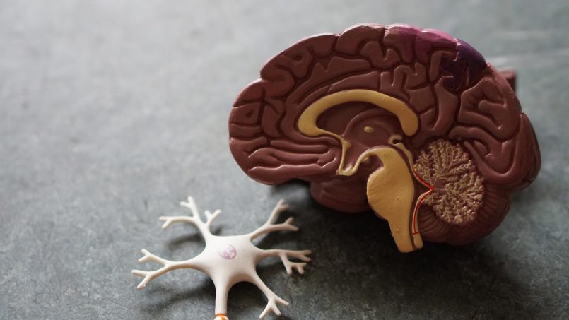 Ubat Yang Memperlahankan Pengurangan Kognitif Pesakit Alzheimer Berjaya Dibangunkan